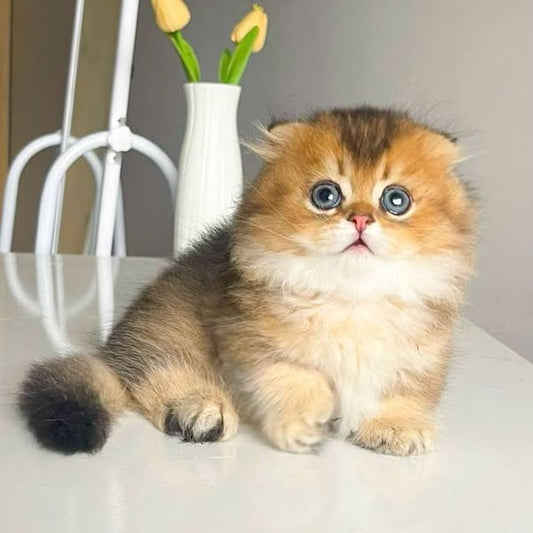 Munchkin Fold Longhair