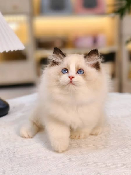 Ragdoll
