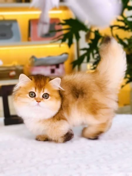 Munchkin Longhair