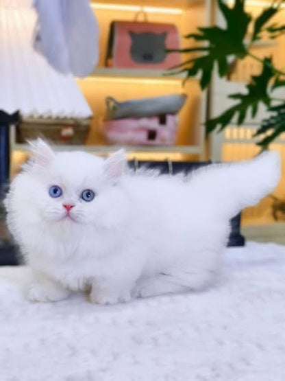 Munchkin Longhair
