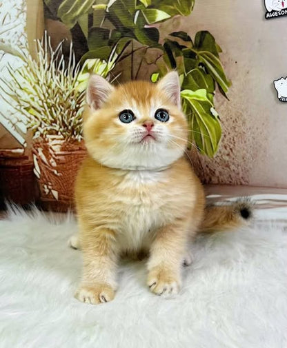 British Shorthair