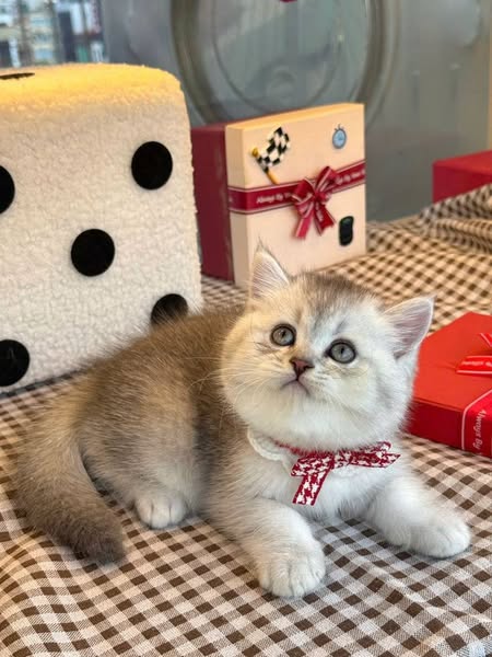 British Shorthair