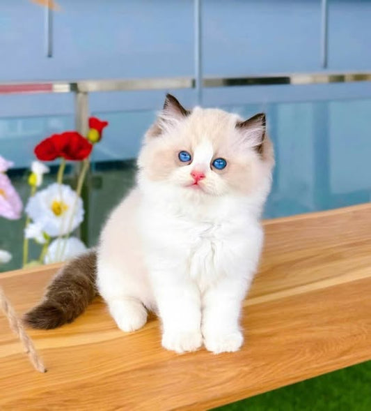 Ragdoll