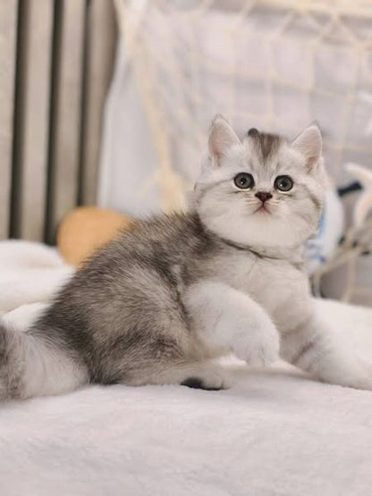 British Shorthair