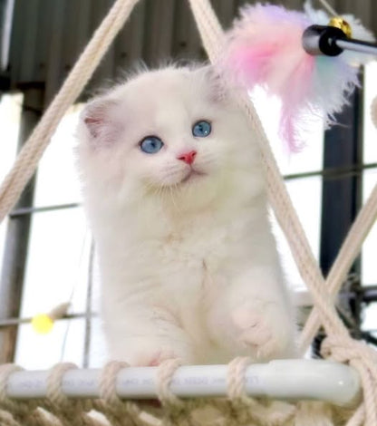 Ragdoll