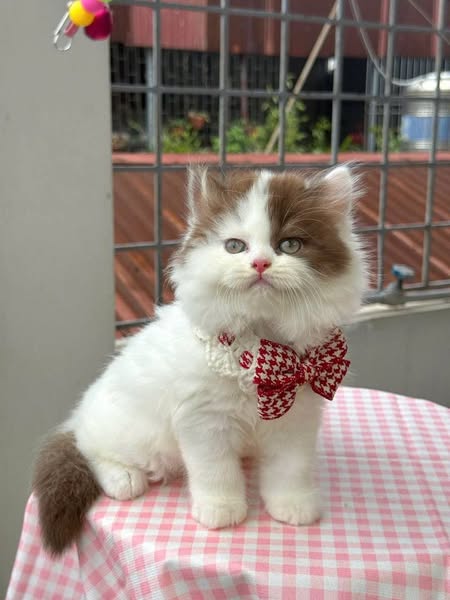 British Longhair