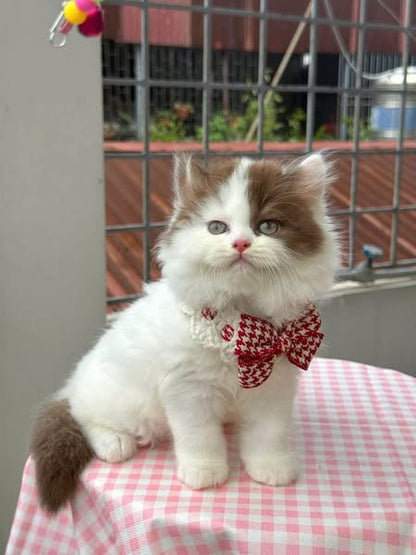 British Longhair