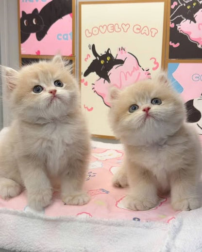 British Longhair