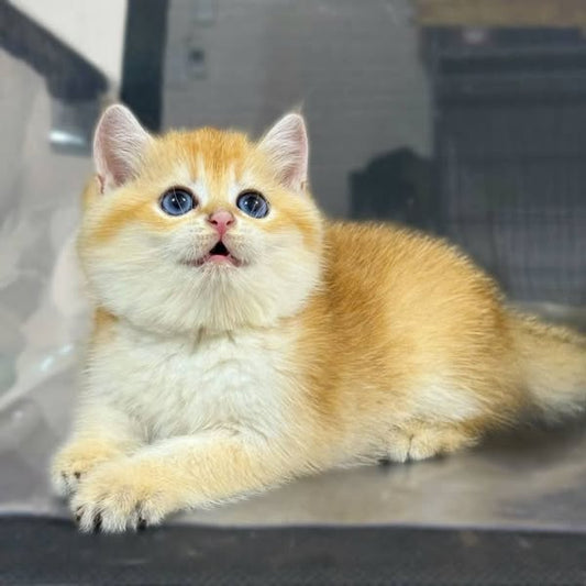 British Shorthair