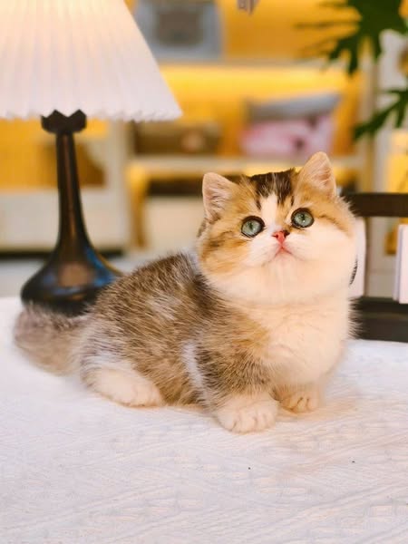 Munchkin