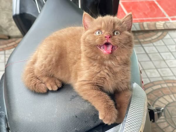 British Shorthair