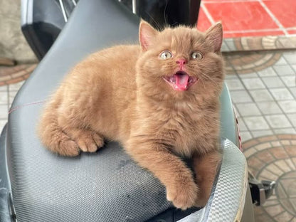 British Shorthair