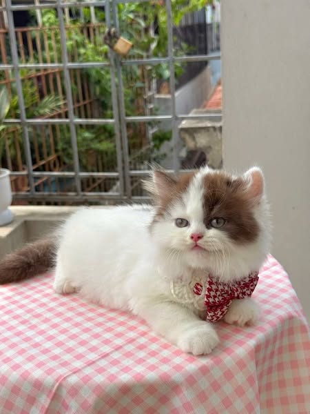British Longhair