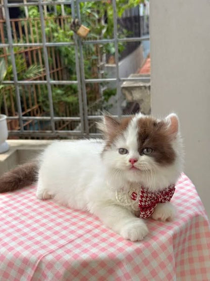 British Longhair