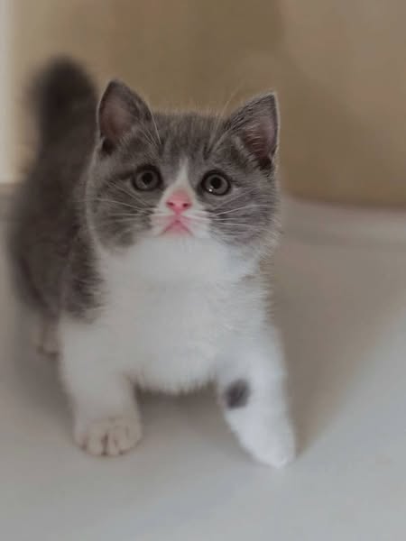 Munchkin