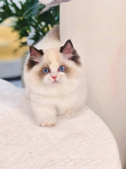 Munchkin Ragdoll