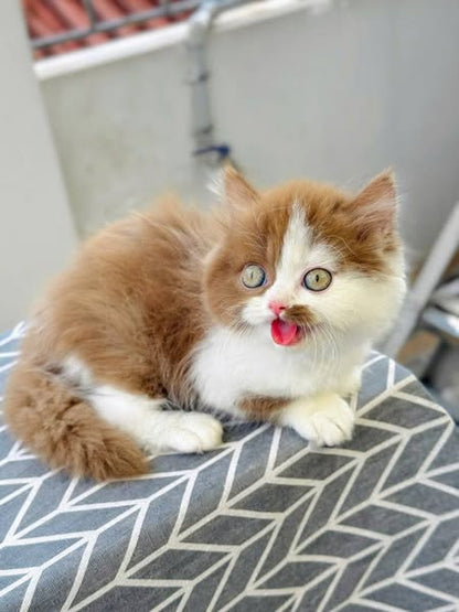 British Longhair