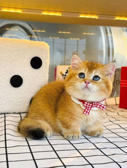 Munchkin