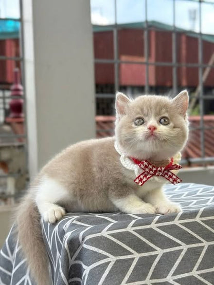 British Shorthair