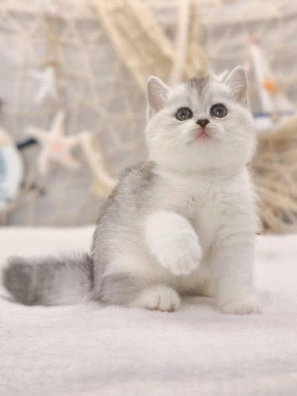British Shorthair