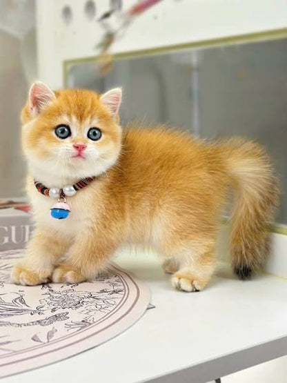 British Shorthair