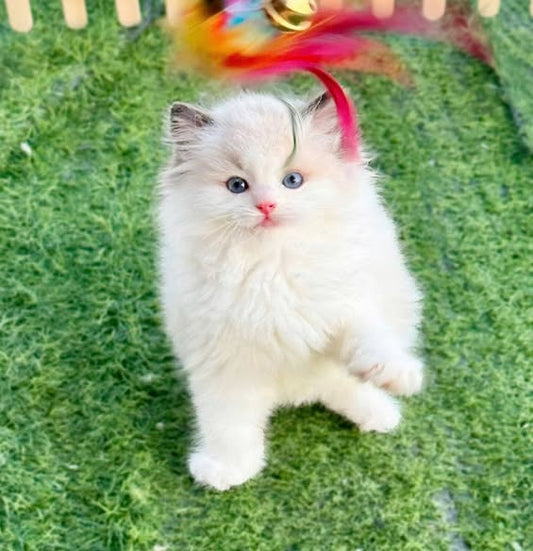 Ragdoll