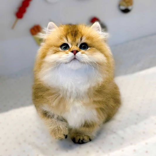 Munchkin Longhair