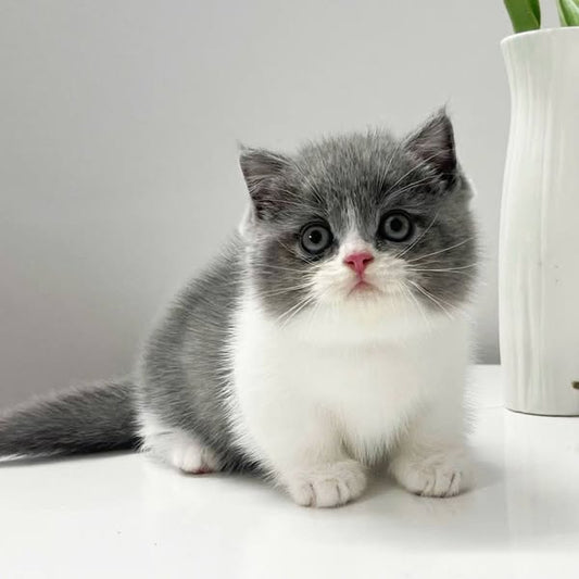 Munchkin