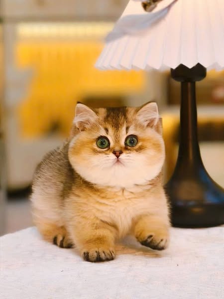 Munchkin