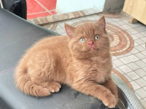 British Shorthair