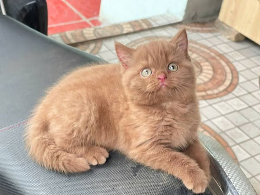 British Shorthair