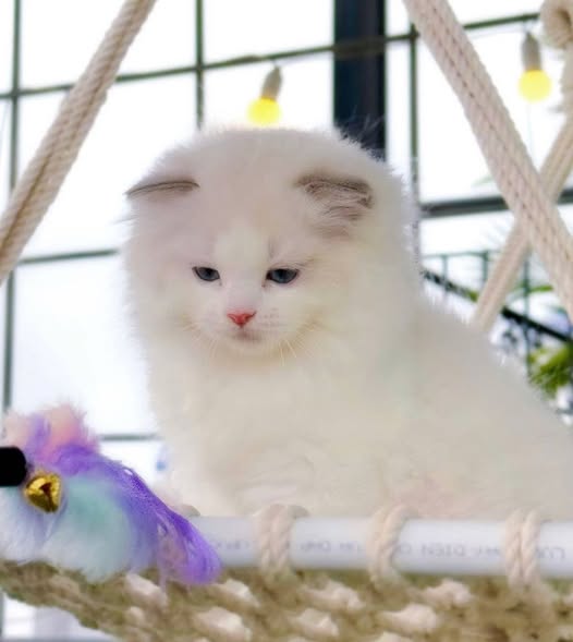 Ragdoll