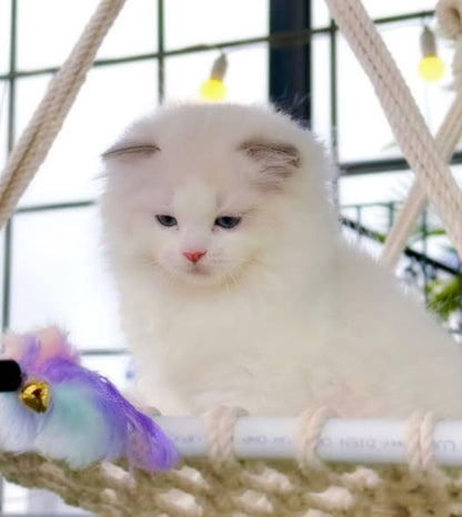 Ragdoll
