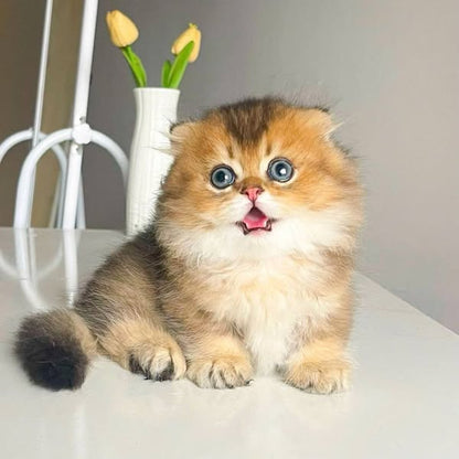 Munchkin Fold Longhair