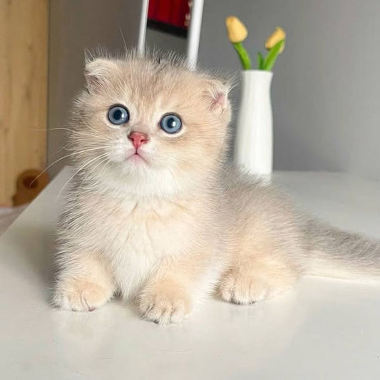 Munchkin Fold