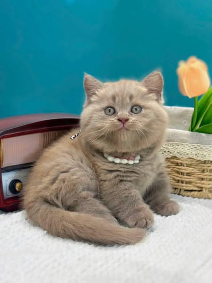 Munchkin