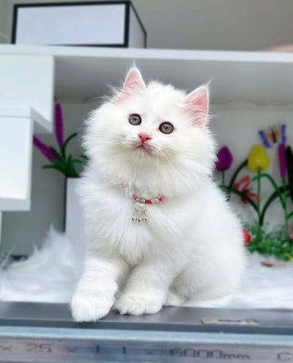 British Longhair