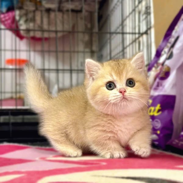 Munchkin