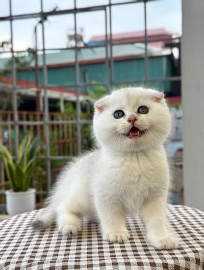 Scottish Fold