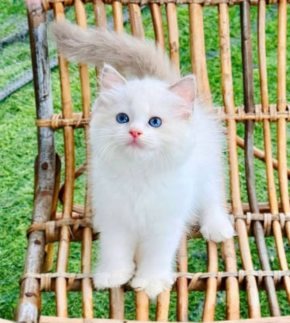 Ragdoll