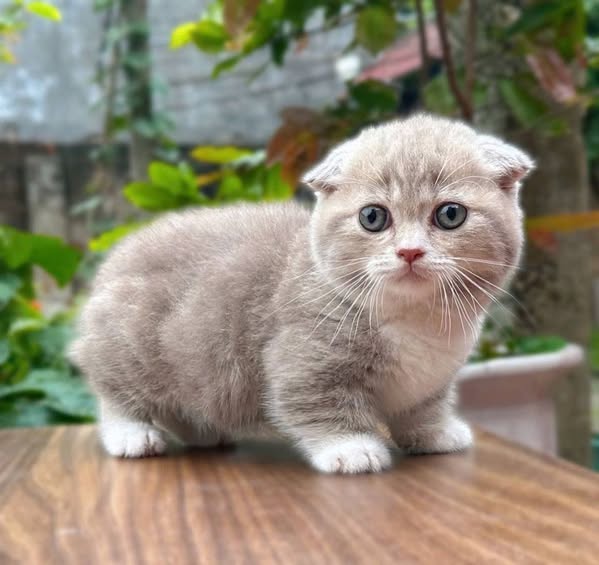 Munchkin Fold