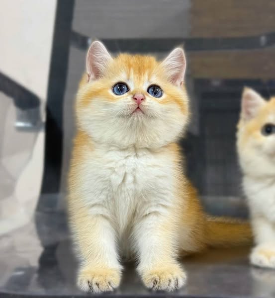 British Shorthair