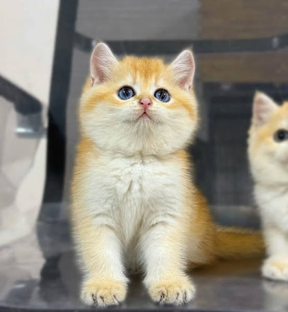 British Shorthair