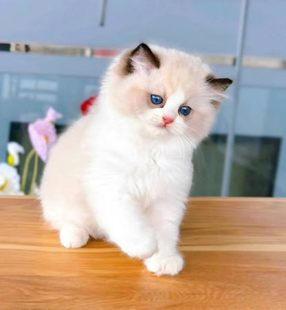 Ragdoll