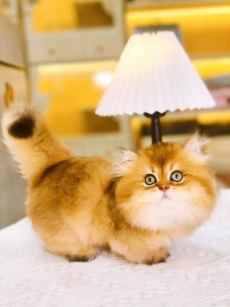 Munchkin Longhair