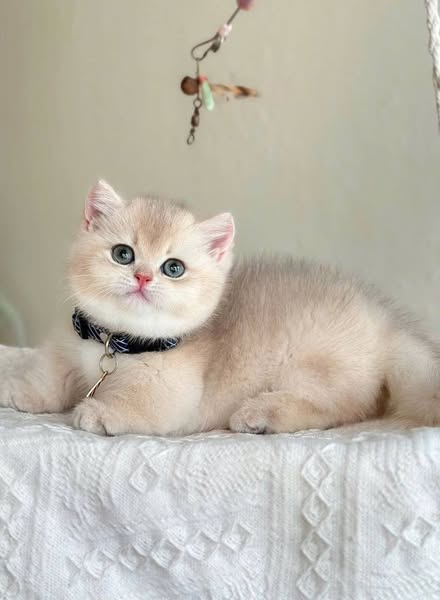 Munchkin