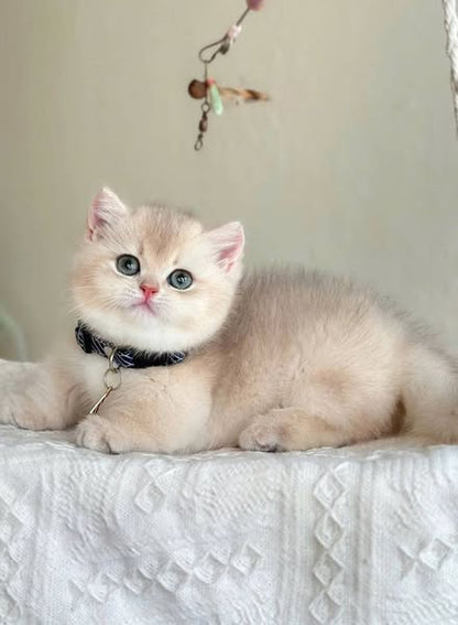 Munchkin