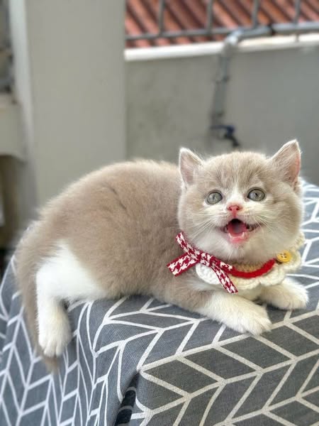 British Shorthair