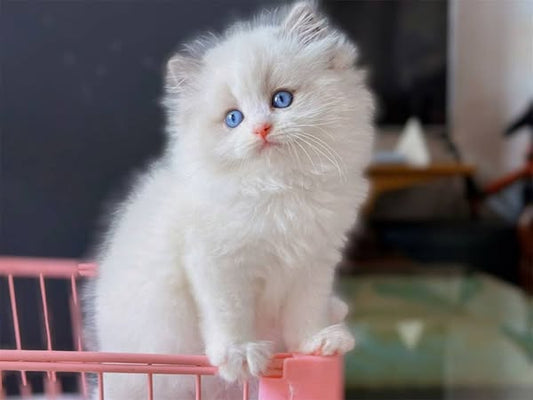 Ragdoll