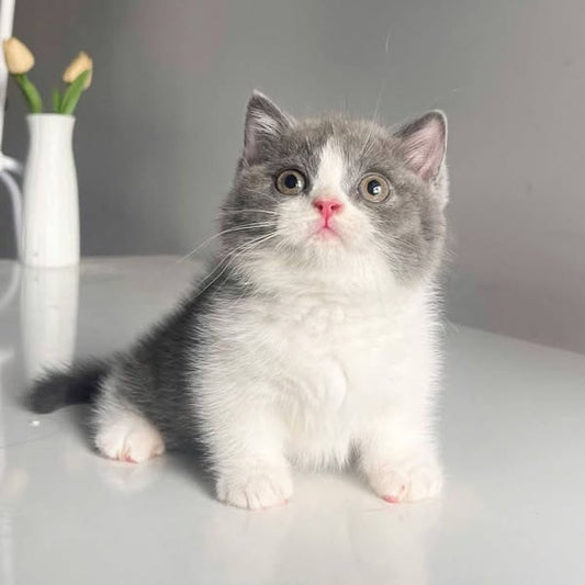 Munchkin
